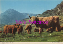 Load image into Gallery viewer, Animals Postcard - Highland Cattle, Scotland  SW15488
