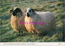 Load image into Gallery viewer, Animals Postcard - Black Faced Sheep of The Western Highlands SW14308