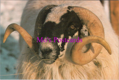 Animals Postcard - Sheep, Tam The Ram  SW14310