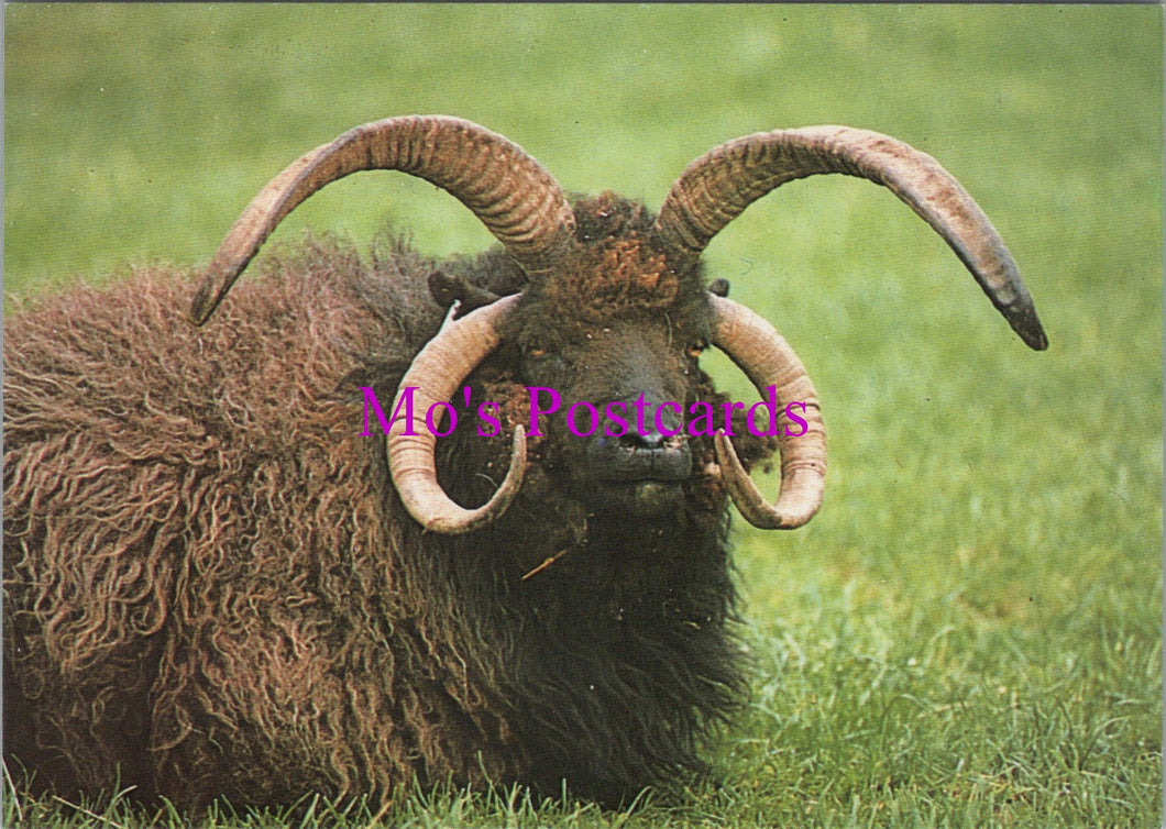 Animals Postcard - Sheep, Hebridean St Kilda Ram  SW14311