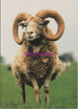 Load image into Gallery viewer, Animals Postcard - Sheep, North Ronaldsay Ram SW14313
