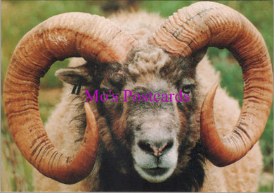 Animals Postcard - Sheep, Orkney Ram  SW14314