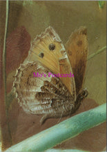 Load image into Gallery viewer, Art Postcard - Jan Van OS, Fruit and Flowers SW14317