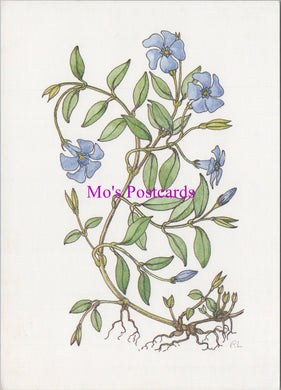 Art Postcard - Rosemary Lindsay, Periwinkle, Vinca Minor SW14319