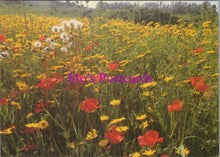 Load image into Gallery viewer, Flowers Postcard - Poppies &amp; Corn Marigold, Isles of Scilly  SW14322
