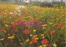 Load image into Gallery viewer, Flowers Postcard - Poppies & Corn Marigold, Isles of Scilly SW14322