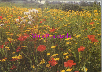 Flowers Postcard - Poppies & Corn Marigold, Isles of Scilly  SW14322