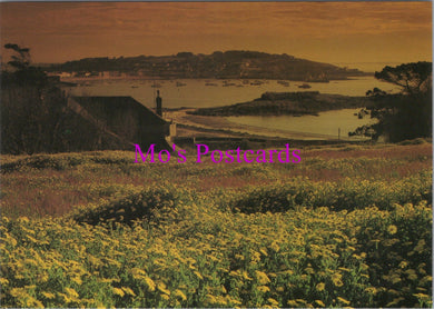 Flowers Postcard - Wild Flowers, Porthloo, St Mary's, Isles of Scilly  SW14323