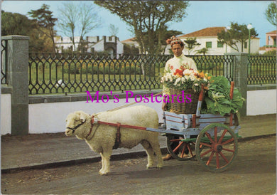 Animals Postcard - Sheep Cart, S.Miguel, Acores   SW14326