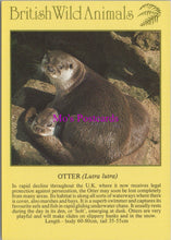 Load image into Gallery viewer, Animals Postcard - British Wild Animals, The Otter  SW14336