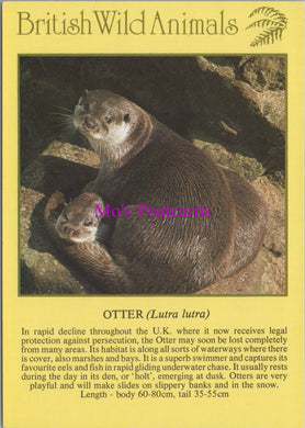 Animals Postcard - British Wild Animals, The Otter  SW14336