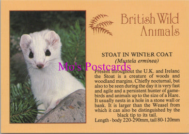 Animals Postcard - British Wild Animals, Stoat in Winter Coat  SW14337