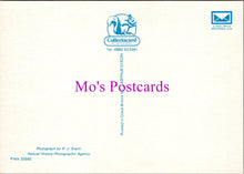 Load image into Gallery viewer, Animals Postcard - British Wild Animals, Stoat in Winter Coat  SW14337