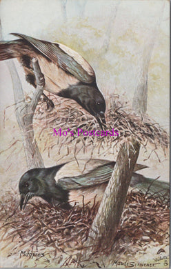 Animals Postcard - British Birds, Magpies. Artist Maude Scrivener   DZ116