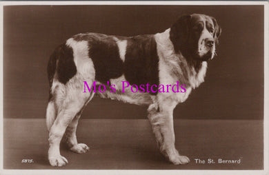 Animals Postcard - Dogs, The St Bernard  DZ332