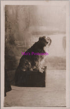 Load image into Gallery viewer, Animals Postcard - Pet Dog Called Rory  DZ334

