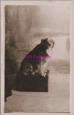 Animals Postcard - Pet Dog Called Rory  DZ334