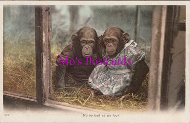 Animals Postcard - Two Chimpanzees in a Zoo  DZ335