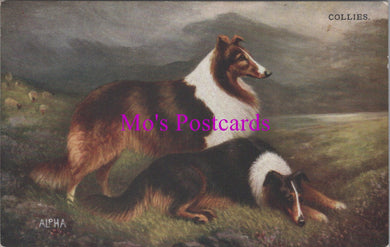 Animal Art Postcard - Two Collie Dogs   DZ336