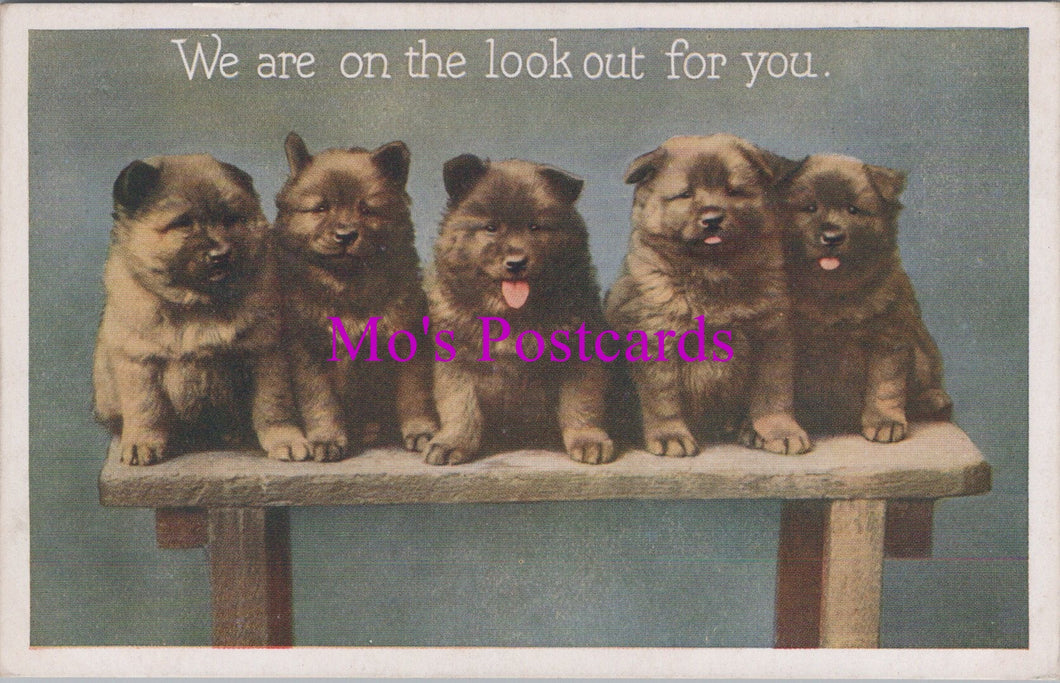 Animal Postcard - Dogs, Five Cute Puppies    DZ337