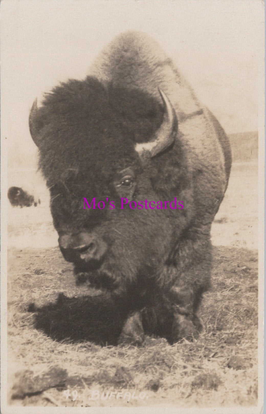 Animal Postcard - Canadian Buffalo  DZ340 