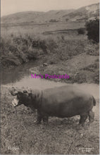 Load image into Gallery viewer, Animals Postcard - Hippopotamus, South African Wildlife  DZ343