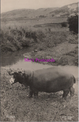 Animals Postcard - Hippopotamus, South African Wildlife  DZ343