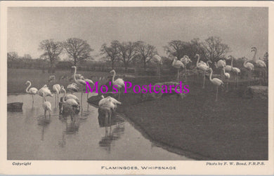 Animals Postcard - Flamingoes, Whipsnade Park DZ351