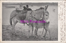 Load image into Gallery viewer, Animals Postcard - Pair of Donkeys at The Seaside DZ352