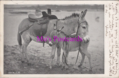 Animals Postcard - Pair of Donkeys at The Seaside   DZ352