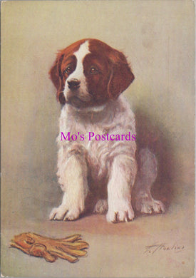Animals Postcard - Dogs, The St Bernard  DZ353