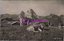 Load image into Gallery viewer, Animals Postcard - Swiss Cows, Auf Der Alps  DZ282
