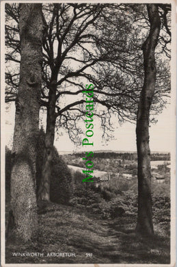 Surrey Postcard - Winkworth Arboretum SW13789