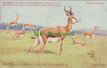 Load image into Gallery viewer, Animal Postcard - Springboks, South Africa   SW13991
