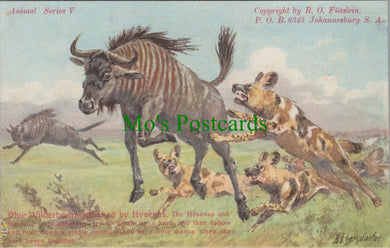 Animal Postcard - Blue Wilderbeeste Attacked By Hyaenas SW13993