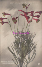 Load image into Gallery viewer, Nature Postcard - South African Wild Flowers SW14661