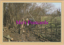 Load image into Gallery viewer, Occupations Postcard - Hedge Laying, Traditional Crafts SW15264