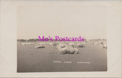Animals Postcard - Camel Lines, Khartoum, Sudan  DZ11
