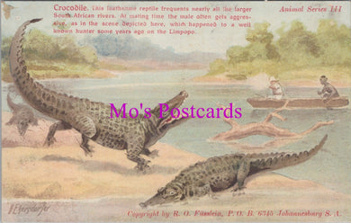 Animals Postcard - Crocodile, South Africa   DZ215