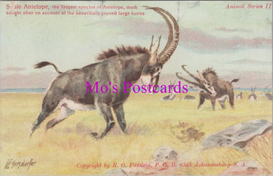 Animals Postcard - Sable Antelope, South Africa   DZ219