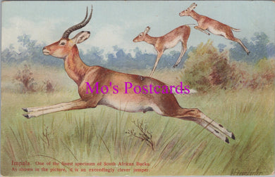 Animals Postcard - Impala, South African Buck   DZ221