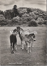 Load image into Gallery viewer, Animals Postcard - Dartmoor Ponies SW16610