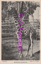 Load image into Gallery viewer, Animals Postcard - Baringo Giraffe, London Zoo DZ30