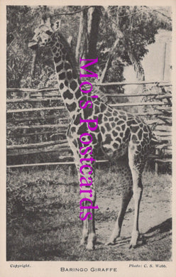 Animals Postcard - Baringo Giraffe, London Zoo  DZ30