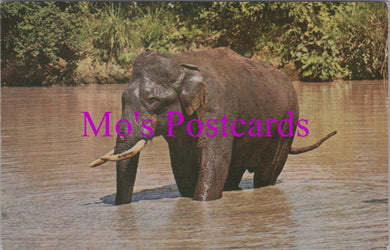 Animals Postcard - A Wild Indian Elephant  DZ32