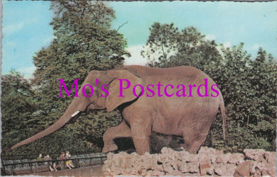 Animals Postcard - African Elephant, London Zoo   DZ36