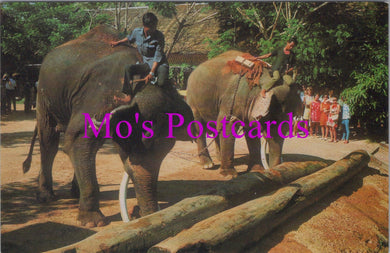 Animals Postcard - Two Elephants Push Timbers With Trunk, Thailand   DZ37
