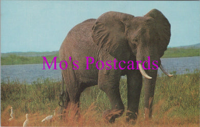 Animals Postcard - African Elephant    DZ38