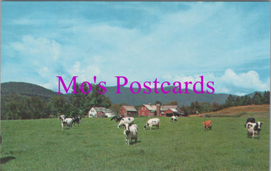America Postcard - Cows at Stowe, Vermont   DZ55