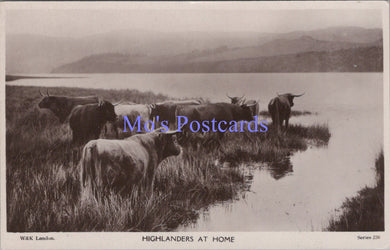Animals Postcard - Highland Cattle, Highlanders at Home  DC1676
